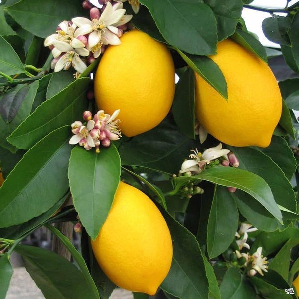 Specimen Patio Tree Improved Meyers Lemon 20” Black Plastic Grower’s Pot for Walk in Purchase at Our Flash Garden at Fall Creek Vineyards Driftwood (not available for Pre-Ordering at this time) please come in and hand pick yours