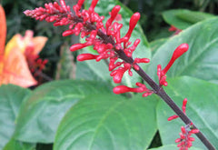 BCS  WALK IN PURCHASE  Odontonema strictum -aka Firespike  #1 pot Not available for Pre-Ordering at this time, Not available for shipping.  You must be onsite at the Flash Garden to purchase these