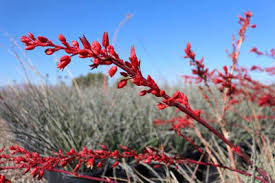 JCCC WALK IN PURCHASE  Hesperaloe ‘SANDIA GLOW’ Red Yucca #2/3 SPECIAL PATENTED VARIETY not available for shipping