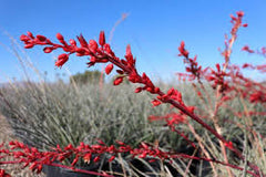 JCCC WALK IN PURCHASE  Hesperaloe ‘SANDIA GLOW’ Red Yucca #2/3 SPECIAL PATENTED VARIETY not available for shipping