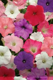 JCCC WALK IN PURCHASE  Wave Petunia  10”Hanging Basket for walk in purchase at Johnson City Flash Garden only, not available for shipping