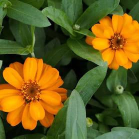LAKEWAY WALK IN PURCHASE Zinnia Zahara Sunburst  6”grower pot for walk in purchase only at our LAKEWAY  Flash Garden  not available for pre-ordering at this time - Not available for shipping