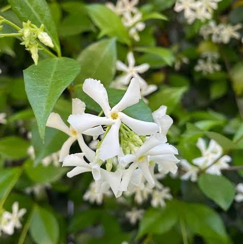 JCCC WALK IN PURCHASE  Star Asian Jasmine #5staked Trachelospermum jasminoides   for walk in purchase only (at our LAKEWAY Flash Garden) Not available for shipping (Copy)