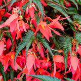 LAKEWAY  WALK IN PURCHASE Waterfall Begonia 10” Hanging Basket  for walk in purchase at our LAKEWAY Flash Garden - NOT AVAILABLE FOR SHIPPING