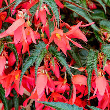 LAKEWAY  WALK IN PURCHASE Waterfall Begonia 10” Hanging Basket  for walk in purchase at our LAKEWAY Flash Garden - NOT AVAILABLE FOR SHIPPING