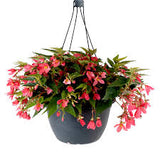 LAKEWAY  WALK IN PURCHASE Waterfall Begonia 10” Hanging Basket  for walk in purchase at our LAKEWAY Flash Garden - NOT AVAILABLE FOR SHIPPING