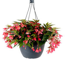 LAKEWAY  WALK IN PURCHASE Waterfall Begonia 10” Hanging Basket  for walk in purchase at our LAKEWAY Flash Garden - NOT AVAILABLE FOR SHIPPING