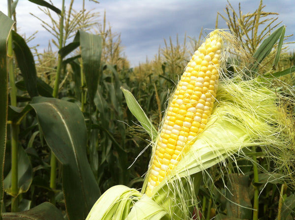RESERVE YOURS - Olathe CO Sweet Sweet Corn 6ears*really special*for customer Pick Up at one of our Flash Garden locations *** USE THE PULL DOWN MENU TO CHOOSE YOUR PICK UP LOCATION ***tentative pick up dates 8/22CS & 8/23LAKEWAY, 8/24Johnson City JCCC