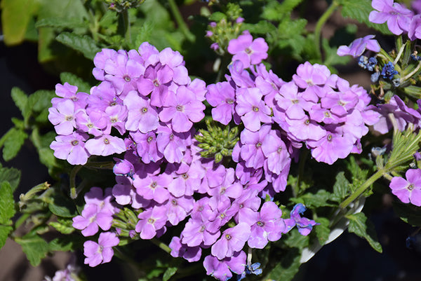LAKEWAY WALK IN PURCHASE Perennial Verbena 4”pot Empress Lavender Blue Flair-You must be onsite at the Lakeway to purchase these - not available for shippping-USE the Pull down the Menu NOW to choose quantities-eaches or a full flat of 20 with a discount