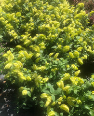 DRIFTWOOD  #1pot  Lemon Sorbet Shrimp Plant - for walk in purchase at our DRIFTWOOD  Flash Gardens