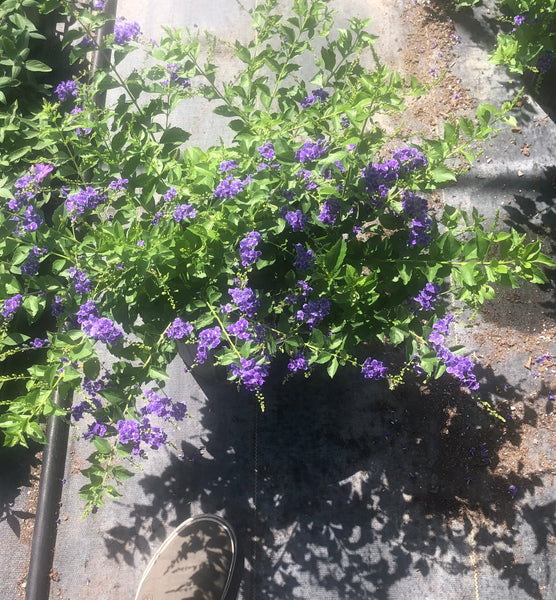 PRE-ORDER  Sapphire Showers Duranta  #3pot for customer pick up at one of our  Flash Gardens  ***USE THE PULL DOWN MENU TO CHOOSE YOUR PICK UP LOCATION ***