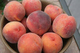 PRE-ORDER - These are Special  ‘Palisade’ Colorado Peaches 1/4 peck for customer Pick Up at one of our Flash Garden locations *** USE THE PULL DOWN MENU TO CHOOSE YOUR PICK UP LOCATION ***tentative pick up dates 8/22CS & 8/23LAKEWAY, 8/24Johnson City JCCC