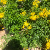 PRE-ORDER  Esperanza Gold Star #5 Yellow Bells  for customer pick up at one of our Flash Gardens