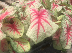 COLLEGE STATION  Fiesta Caladium 4” - for customer pick up at our COLLEGE STATION Flash Gardens