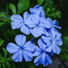 PRE-ORDER Blue Plumbago #3  - for customer pick at a Flash Garden. For Customer pick up at a Flash Garden late Aug/early Sept - will update exact pick up dates soon.