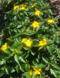 PRE-ORDER    Turnera  #1pot     aka Texas Buttercup