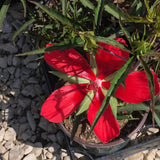 LAKEWAY  Texas Star Hibiscus #1 pot - Hibiscus coccineus for Customer Pick Up at our LAKEWAY  Flash Garden