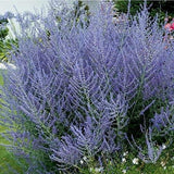 LAKEWAY  Perovskia   Russian Sage  #1 for customer pick up at our LAKEWAY Flash Gardens