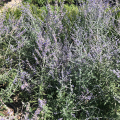 COLLEGE STATION  Perovskia   Russian Sage  #3 for customer pick up at our COLLEGE STATION  Flash Gardens