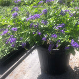 PRE-ORDER  Sapphire Showers Duranta  #3pot for customer pick up at one of our  Flash Gardens  ***USE THE PULL DOWN MENU TO CHOOSE YOUR PICK UP LOCATION ***
