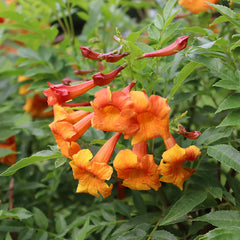 PRE-ORDER  Esperanza ‘Sunset’ #5  for customer pick up at one of our Flash Gardens