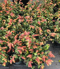 Rainbow Shrimp Plant #1pot (Justicia brandegeeana) - for walk in purchase at a Flash Garden