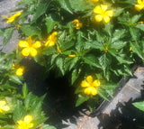 PRE-ORDER    Turnera  #1pot     aka Texas Buttercup