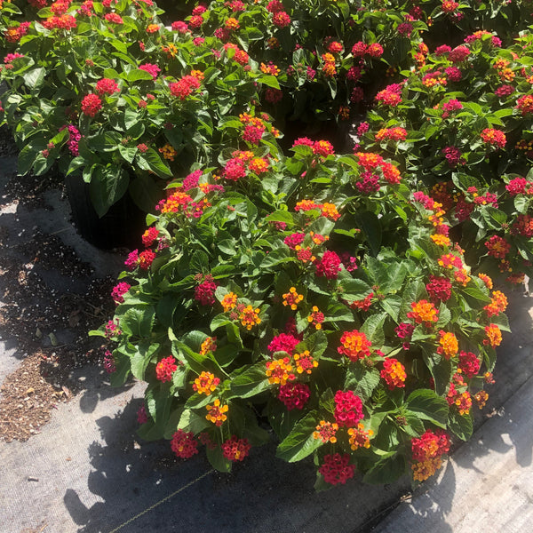 DRIFTWOOD Specimen Compact Multicolor Lantana #3pot for walk in purchase at our DRIFTWOOD  Flash Garden