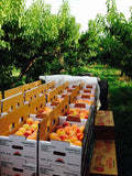 PRE-ORDER - These are Special  ‘Palisade’ Colorado Peaches 1/4 peck for customer Pick Up at one of our Flash Garden locations *** USE THE PULL DOWN MENU TO CHOOSE YOUR PICK UP LOCATION ***tentative pick up dates 8/22CS & 8/23LAKEWAY, 8/24Johnson City JCCC