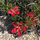 PRE-ORDER Texas Star Hibiscus #1 pot  - Hibiscus coccineus    for Customer Pick Up at one of our Flash Gardens