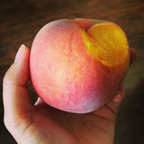PRE-ORDER - These are Special  ‘Palisade’ Colorado Peaches 1/4 peck for customer Pick Up at one of our Flash Garden locations *** USE THE PULL DOWN MENU TO CHOOSE YOUR PICK UP LOCATION ***tentative pick up dates 8/22CS & 8/23LAKEWAY, 8/24Johnson City JCCC