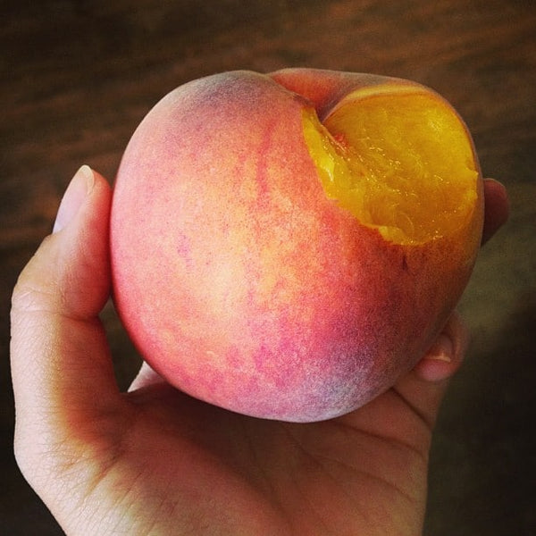 PRE-ORDER - These are Special  ‘Palisade’ Colorado Peaches 1/4 peck for customer Pick Up at one of our Flash Garden locations *** USE THE PULL DOWN MENU TO CHOOSE YOUR PICK UP LOCATION ***tentative pick up dates 8/22CS & 8/23LAKEWAY, 8/24Johnson City JCCC
