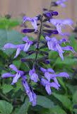 FOR PRE_ORDER - Qt pot size - Salvia guaranitica ‘Rockin Blue Suede Shoes’ -For pick up at a Flash Garden in mid April-Early May we will update pick up time asap  *** choose pick you up location to see Pre-Order Discounted Price