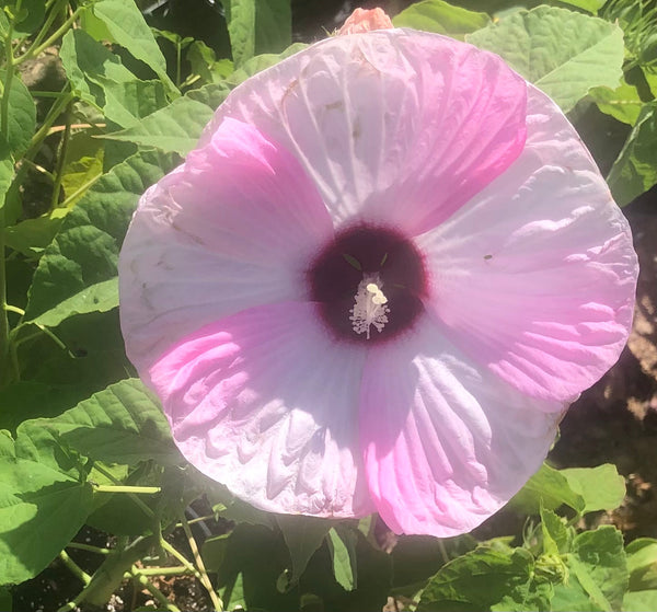 COLLEGE STATION  Luna Pink Swirl Hibiscus 6” Perennial  for walk in purchase only  - at our COLLEGE STATION Flash Garden
