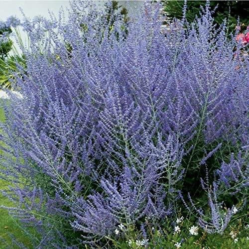 LAKEWAY  Perovskia   Russian Sage  #3 for customer pick up at our LAKEWAY Flash Gardens