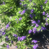 PRE-ORDER  Sapphire Showers Duranta  #3pot for customer pick up at one of our  Flash Gardens  ***USE THE PULL DOWN MENU TO CHOOSE YOUR PICK UP LOCATION ***
