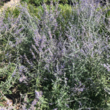 COLLEGE STATION  Perovskia   Russian Sage  #1 for customer pick up at our COLLEGE STATION  Flash Gardens