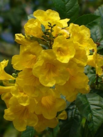 COLLEGE  STATION  Esperanza Gold Star #5 Yellow Bells  for walk in purchase only at out DRIFTWOOD  Flash Garden  Not available for pre-ordering