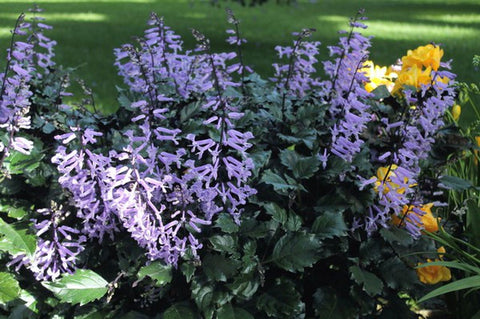 Pre-Order Plectranthus ‘Mona Lavender’ 1g - with Pre-Order Discounted Price - for Customer Pick Up at our LAKEWAY Flash Garden Saturday 4/27/24 11-4 & 4/28/24 Noon-3. Pre-Order Deadline 4/25/24 or when we run out.