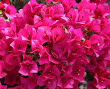RESERVE Yours-Pre-Order NOW (w/discount) Bougainvillea LARGER 12” hanging basket -Limited #s - reserve yours now for pick up in early April-will update pick up times soon. Choose pick up location & colors with pull down menus