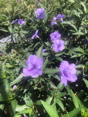 PRE-ORDER  Compact Mayan Purple Ruellia #1pot (upright Mexican Petunia) - with Pre-Order Discounted Price - for Customer Pick Up at our LAKEWAY Flash Garden Saturday 4/27/24 11-4 & 4/28/24 Noon-3. Pre-Order Deadline 4/25/24 or when we run out.