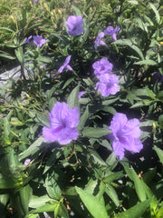 Compact Mayan Purple Ruellia #1pot (upright Mexican Petunia) - for walk in purchase only - not available for Pre-Ordering at this time. You must be onsite at the Flash Garden to purchase these.