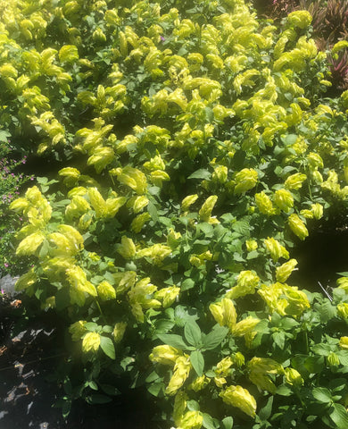 PRE-ORDER   Justicia #1pot  Lemon Sorbet Shrimp Plant - for customer pick up one of our Flash Gardens