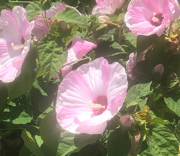 LAKEWAY Luna Pink Swirl Hibiscus 6” Perennial  for walk in purchase only  - at our LAKEWAY  Flash Garden