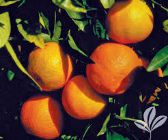 RESERVE Yours -PRE-ORDER NOW! CITRUS TREES  #3/5 pot size -for pick up @ Flash Garden LAKEWAY early Spring -Pre-Order deadline is 2/15/25 or when we run out. USE PULL DOWN MENUS TO CHOOSE Varieties