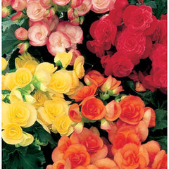 LAKEWAY WALK IN PURCHASE Reiger Begonia 12” Not available for Pre-Order Not available for shipping. You must be onsite at the Flash Garden to purchase