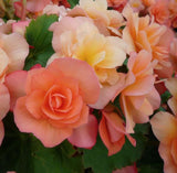 JCCC WALK IN PURCHASE Reiger Begonia 12” Not available for Pre-Order Not available for shipping. You must be onsite at the Flash Garden to purchase