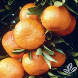 RESERVE Yours -PRE-ORDER NOW! CITRUS TREES  #3/5 pot size -for pick up @ Flash Garden LAKEWAY early Spring -Pre-Order deadline is 2/15/25 or when we run out. USE PULL DOWN MENUS TO CHOOSE Varieties