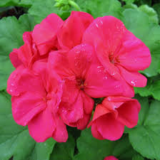 RESERVE Yours - preorder (w/ 2 buck discount) Now 6”Geraniums Pre-Order Deadline 2/15/25 or when we run out for pick up @ Flash Garden LAKEWAY early Spring(March).  We will update pick up dates soon - we will run out - we do every year