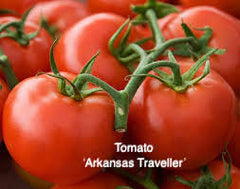 DRIFTWOOD   Tomato Plant 4” Arkansas Traveler Tomato for walk in purchase only at our DRIFTWOOD Flash Garden  Not available for Pre-Ordering